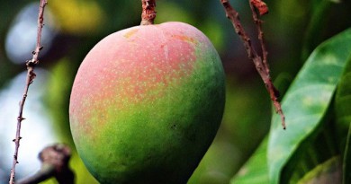 インドネシア:花卉・果物農業を育成する政府の目論見とは インドネシア:花卉・果物農業を育成する政府の目論見とは