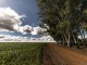 【特集】ブラジル農業の鍵を握る穀物物流の裏側と、総合商社の取り組み