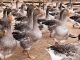 日本、鳥インフルエンザのためフランス産フォアグラの輸入を停止